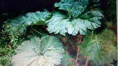 Gunnera mexicana