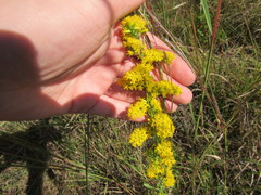 Solidago nemoralis decemflora