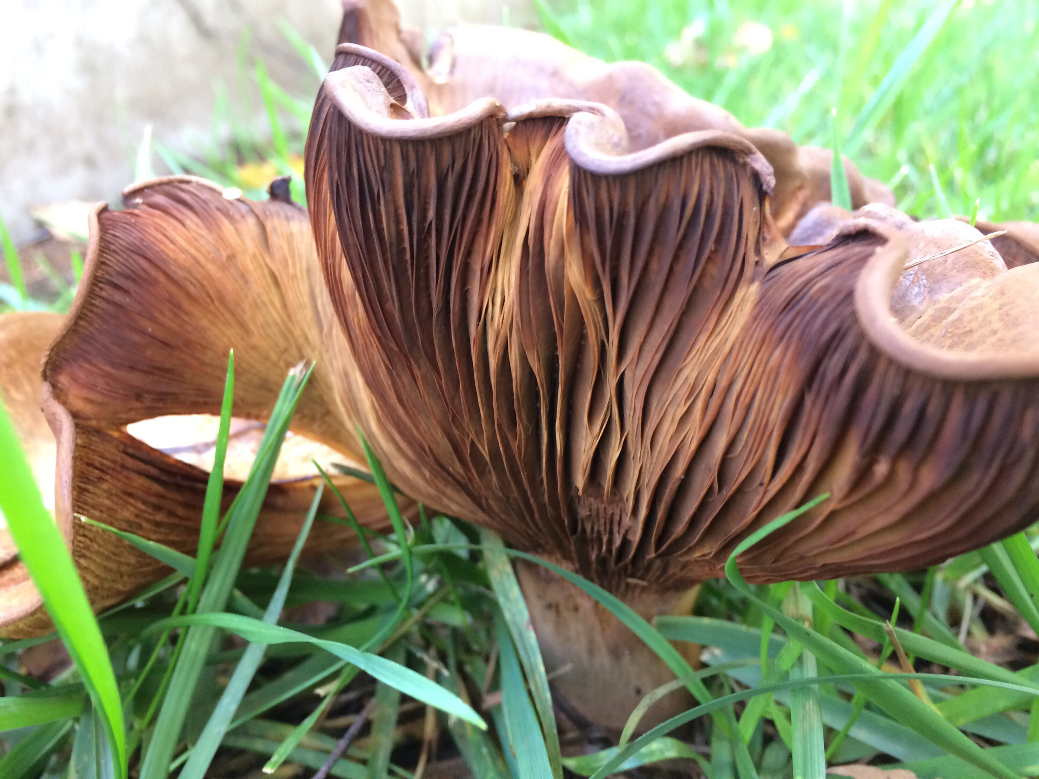 Paxillus cuprinus image