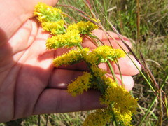 Solidago nemoralis decemflora