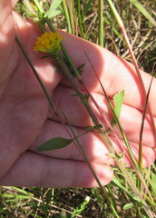 Solidago nemoralis decemflora
