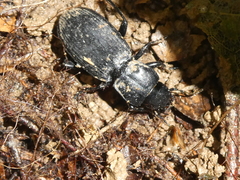 Plocamostethus planiusculus