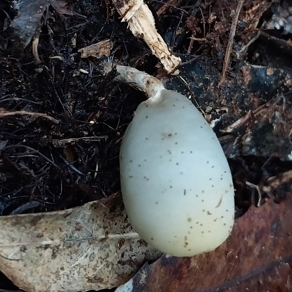Psilocybe weraroa · June 2025 · photo: © kiwialli (iNaturalist, cc-by)