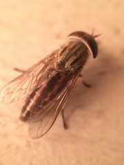 Tabanus subsimilis