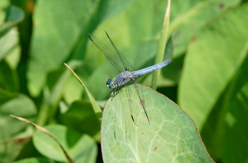 iNaturalist observation photo of Blue Dasher