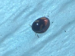 Neolitochrus pulchellus