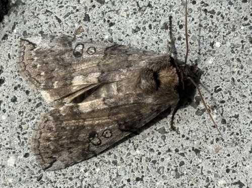 Tethea ocularis ocularis