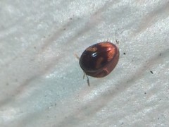 Neolitochrus pulchellus