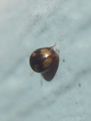 Neolitochrus pulchellus