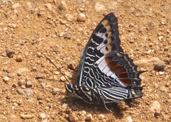 Charaxes castor castor