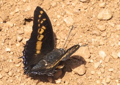 Charaxes castor castor