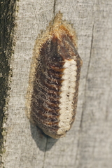 Orthodera novaezealandiae