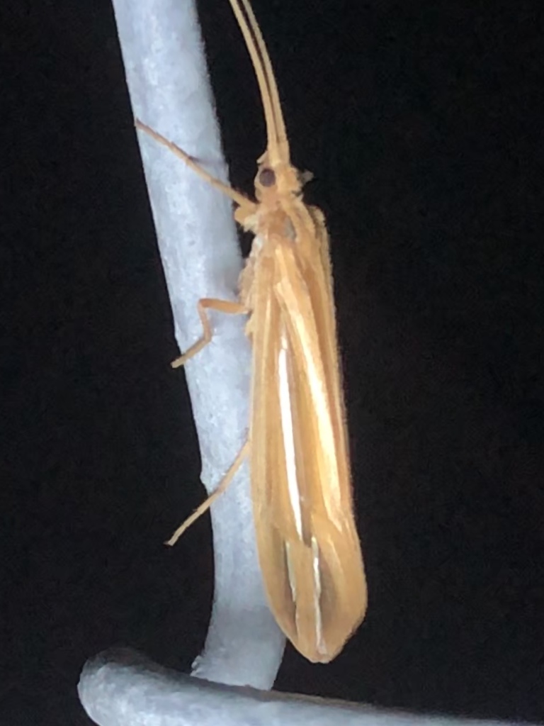 Giant Golden Caddisfly