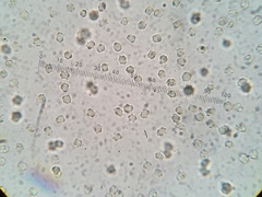 Boletopsis leucomelaena