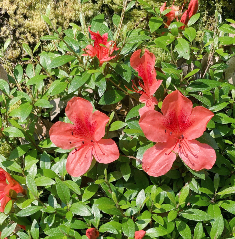 Rhododendron indicum