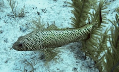 Epinephelus guttatus