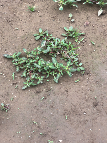 oak-leaved goosefoot