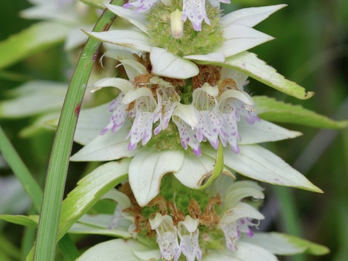Monarda punctata var. occidentalis