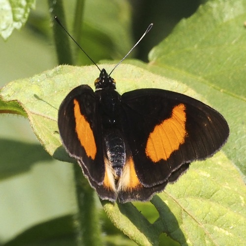 Blue-spot Pansy