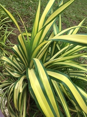 Chlorophytum comosum