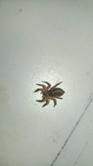 Plexippus paykulli