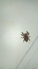 Plexippus paykulli