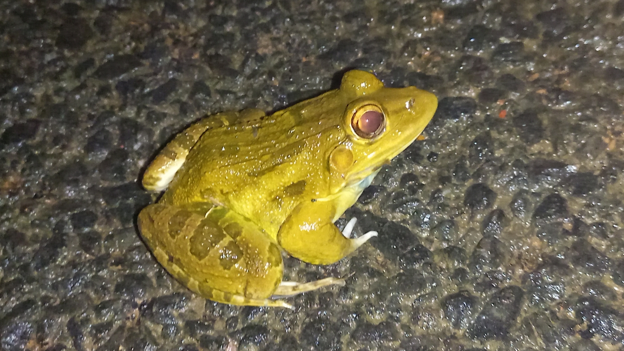 Indian Bull Frog