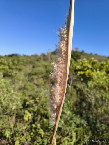 Saccharum angustifolium (Saccharum angustifolium)