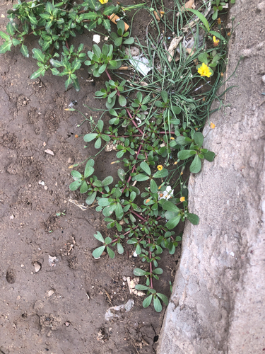 Common Purslane