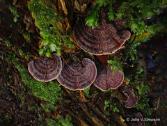 Hymenochaete microcycla