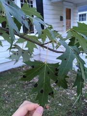 Acer saccharinum
