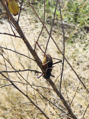Brown Armoured Corncricket
