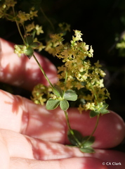 Galium multiflorum