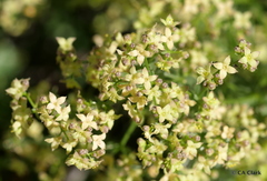 Galium multiflorum