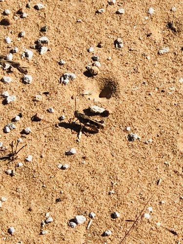 Oedaleus plenus