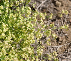 Galium multiflorum