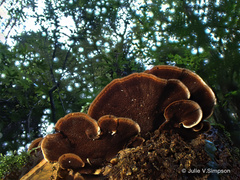 Hymenochaete microcycla