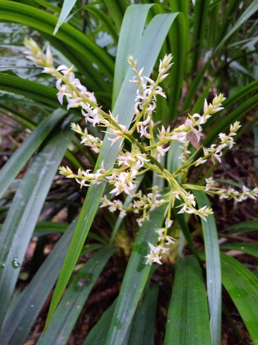 Helmholtzia acorifolia observed 2025-06-01