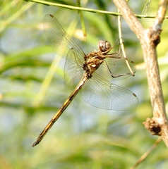 Macrothemis inacuta