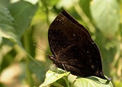 Junonia ansorgei
