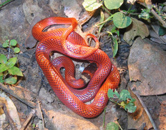 Oxyrhopus melanogenys