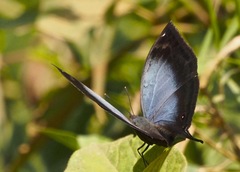Junonia ansorgei