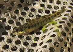 Etheostoma zonale