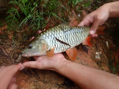 Hampala macrolepidota