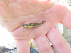 Etheostoma zonale
