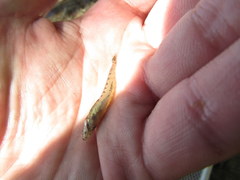 Etheostoma zonale