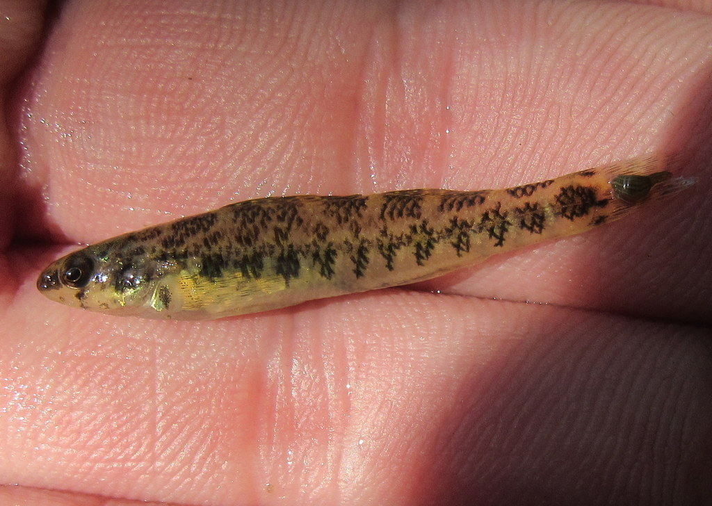 Banded darter from Wilmington, IL 60481, USA on September 14, 2019 at ...