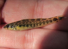 Etheostoma zonale