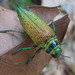 Psiloptera - Photo (c) Paul Donahue, some rights reserved (CC BY-NC), uploaded by Paul Donahue