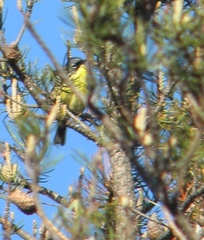 Setophaga kirtlandii